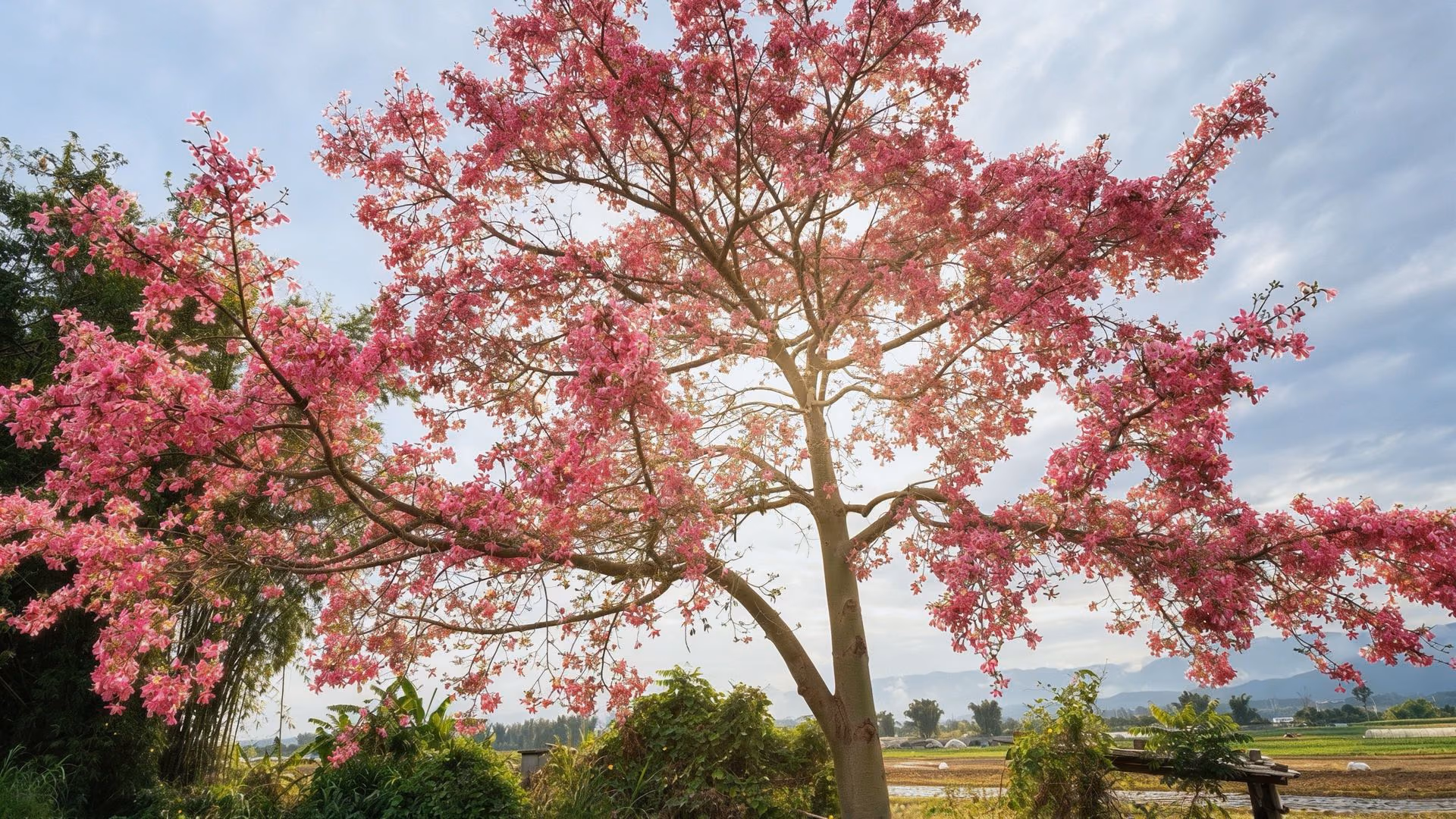 云南芒市拉院异木棉花