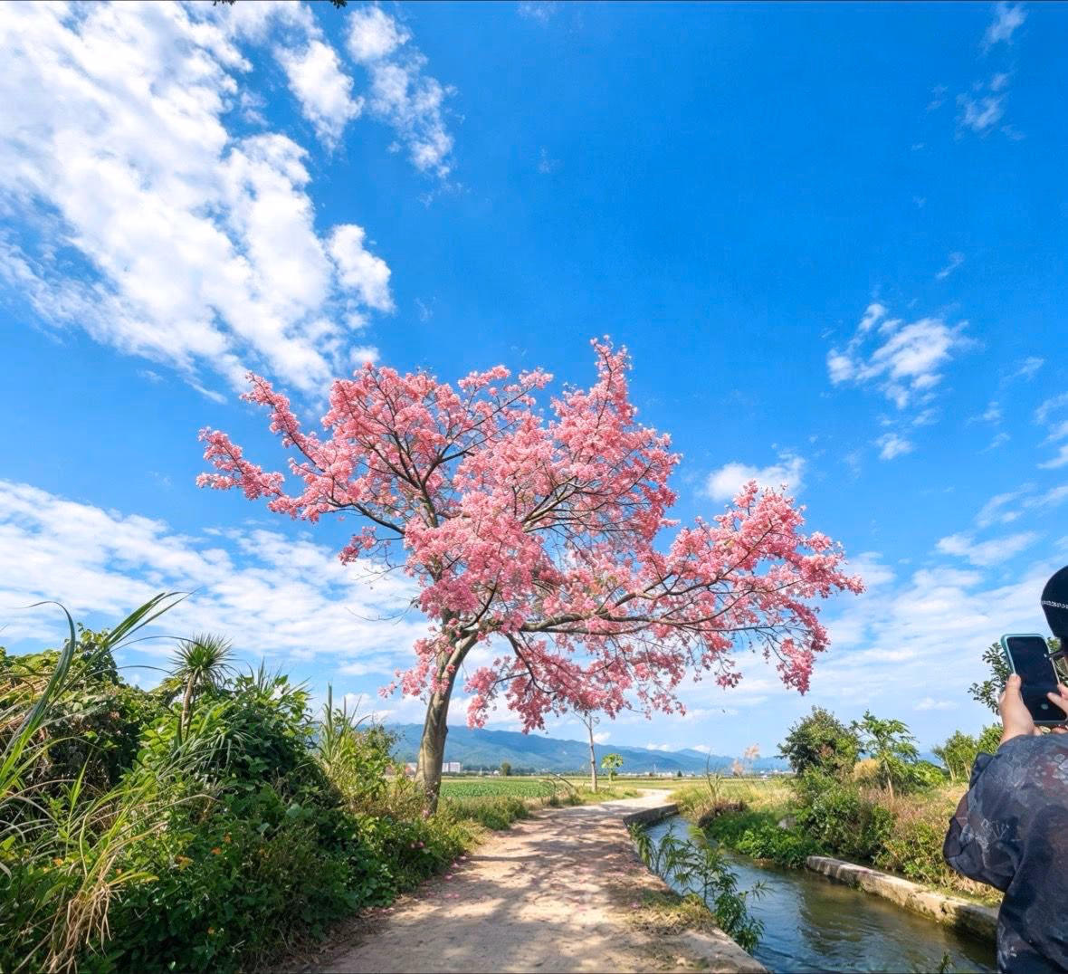 云南芒市拉院异木棉花照片 12