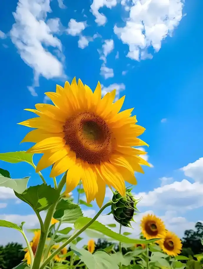 向阳而生:拥抱生活中的光与热