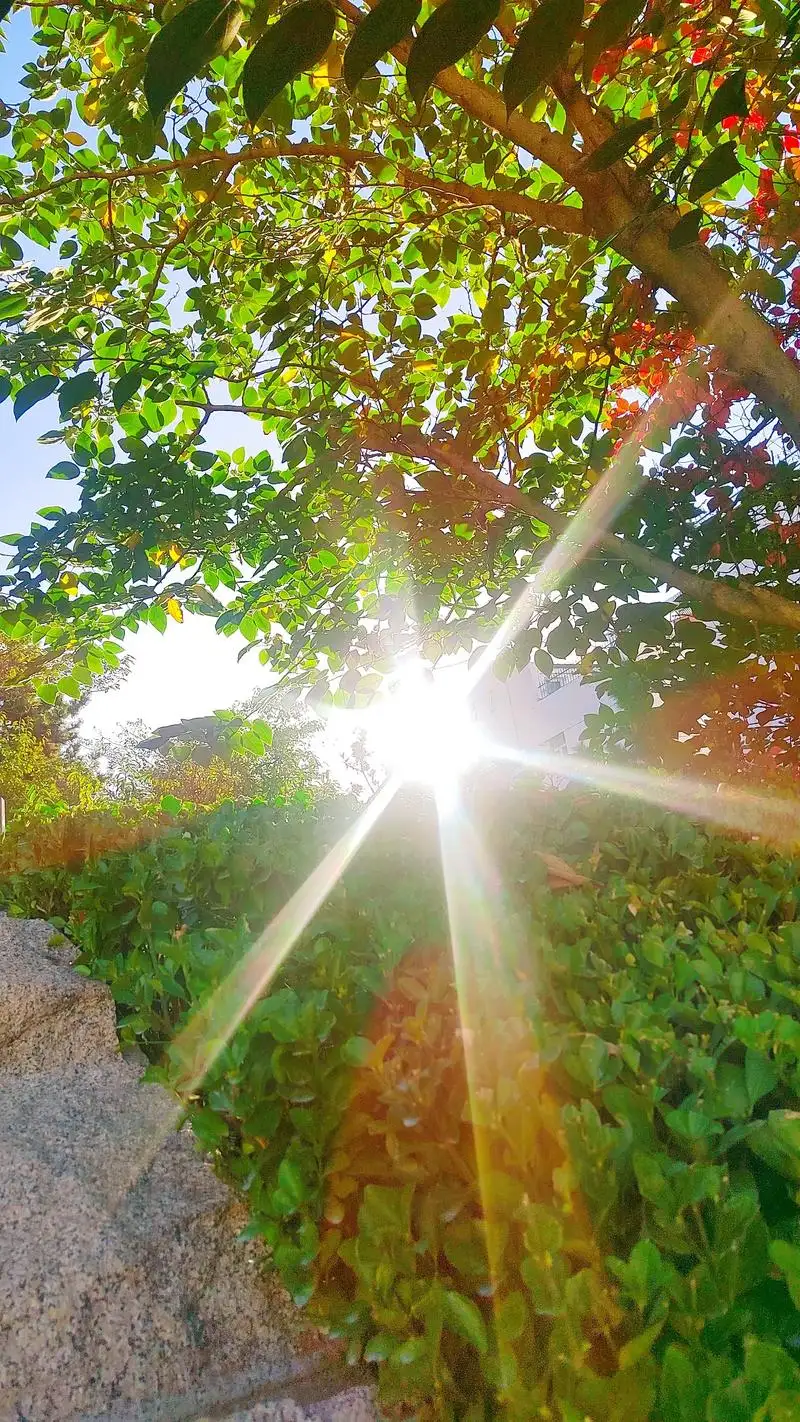 在裂缝中种满阳光